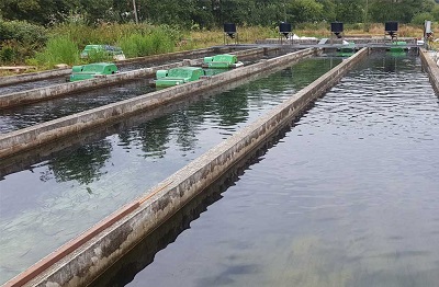 FORELLENZUCHT JURAQUELL REILE